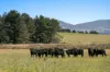 749 Glenoval Road, Lake Bathurst via, Goulburn, NSW 2580-Image