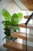 75 Newmarket Parkway, Box Hill NSW 2765-Image