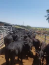 755 Merragallan Road, Malanda, Qld 4885-Image