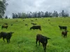 755 Merragallan Road, Malanda, Qld 4885-Image