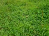 755 Merragallan Road, Malanda, Qld 4885-Image