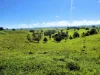 755 Merragallan Road, Malanda, Qld 4885-Image