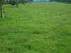 755 Merragallan Road, Malanda, Qld 4885-Image