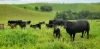 755 Merragallan Road, Malanda, Qld 4885-Image