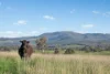 768 Boree Lane, Orange, NSW 2800-Image