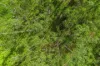78 Fletcher Road, Yungaburra, Qld 4884-Image