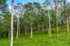 78 Fletcher Road, Yungaburra, Qld 4884-Image
