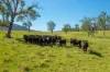 785 Toms Creek Road, Ellenborough, NSW 2446
