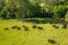 785 Toms Creek Road, Ellenborough, NSW 2446-Image