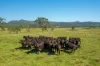 785 Toms Creek Road, Ellenborough, NSW 2446-Image
