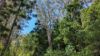 80 Tooloom Street, Legume NSW 2476-Image