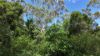 80 Tooloom Street, Legume NSW 2476-Image