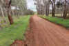 82 Dorrington Road, Muradup, WA 6394-Image