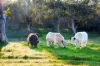 82, Ironstone Range Road, Nairne, SA 5252-Image