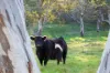 82, Ironstone Range Road, Nairne, SA 5252-Image