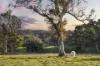 82, Ironstone Range Road, Nairne, SA 5252-Image