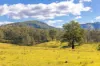 823 Nowendoc Road, Mount George NSW 2424-Image