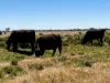 8499 Murray Valley Highway, Kerang East VIC 3579-Image