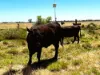 8499 Murray Valley Highway, Kerang East VIC 3579-Image