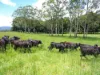 8622 Kennedy Highway, Atherton QLD 4883-Image