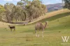 88 Jones Lane, Newbridge, NSW 2795-Image