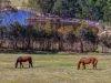 885 Caoura Road, Tallong, NSW 2579-Image