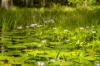 897 Wattley Hill Road, Bungwahl, NSW 2423-Image