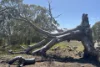 9, Flinders Highway, Wangary, SA 5607-Image