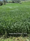 910 West Kameruka Road, Morans Crossing, NSW 2550-Image