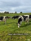 910 West Kameruka Road, Morans Crossing, NSW 2550-Image
