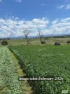 910 West Kameruka Road, Morans Crossing, NSW 2550-Image