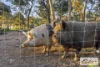 927 Racecourse Road, Langi Kal Kal, Vic 3352-Image