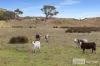 928 Nora Creina Road, Robe, SA 5276-Image