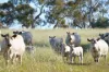 95 Fairfield Road, Penwortham, SA 5453-Image