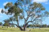 95 Fairfield Road, Penwortham, SA 5453-Image