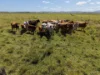 97 Naughtons Gap Road, North Casino NSW 2470-Image
