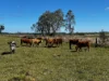 97 Naughtons Gap Road, North Casino NSW 2470-Image