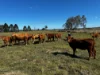 97 Naughtons Gap Road, North Casino NSW 2470-Image
