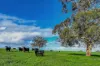 A21 Sunnydale Road, Strathalbyn, SA 5255