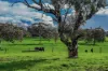 A21 Sunnydale Road, Strathalbyn, SA 5255-Image