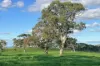 A21 Sunnydale Road, Strathalbyn, SA 5255-Image