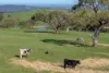 A22 Cole Crossing Road, Mount Magnificent, SA 5210-Image
