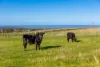 A22 Cole Crossing Road, Mount Magnificent, SA 5210-Image