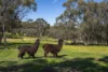 Address available on request, Bindoon, WA 6502-Image