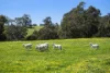 Address available on request, Bindoon, WA 6502-Image