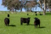 Address available on request, Harrogate, SA 5244-Image