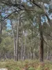 Andersons Lane, Stradbroke, Vic 3851-Image