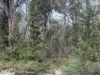 Andersons Lane, Stradbroke, Vic 3851-Image