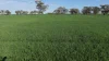 Auburn, Spring Plains, NSW 2388-Image