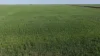 Auburn, Spring Plains, NSW 2388-Image